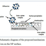 Figure 9: Schematic diagram of the proposed mechanism of copper ion on the NP surface.