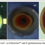 Figure 2: A.flavus#, A.Ochraceus## and F.graminearum fungus###