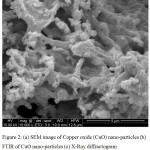 Figure 2 (a):  SEM image of Copper oxide (CuO) nano-particles