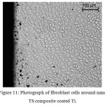 Figure 11: Photograph of fibroblast cells around nano TS composite coated Ti.