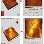Figure 6: AFM - the three dimensional and two dimensional images (including line scan) of (a) TiO2 and (b) TS  composite coatings on Ti after immersion in Kokubo’s SBF for 14 days.