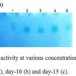 Figure 2: Zymogram of laccase activity at various concentrations of CuSO4 induction at various culture times; day-5 (a), day-10 (b) and day-15 (c).