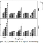 Figure 7: H2O2 accumulation in 45 days old  rice seedlings. Mean ± SE, n = 3. * The mean difference is significant at the 0.05 level.