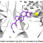 Figure 4: Docked Lanosterol (purple) to Lanosterol synthase (gray).