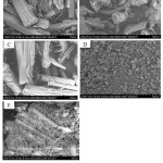 Figure 4: The SEM microphotograph of (A) usnic acid, (B) HPMC 2910, (C) physical mixture, (D) spray dried particles, and (E) freeze dried particles.