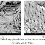 Figure 3: SEM micrographs cellulose surface structure at magnification (a)1000x and (b) 5000x.
