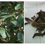 Figure 1: (A) Myrica esculenta (B) Collected waste leaves 