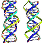 Figure 1: DNA:DNA:DNA triplex(Left) and DNA:DNA:PNA triplex; Blue and Cyan color strands are Watson Crick Duplex and TFOs are in with green color strands.  Minimization and Equilibration