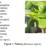 Figure 1: Pakcoy (Brassica rapa L).