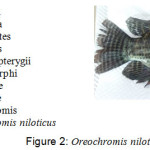 Figure 2: Oreochromis niloticus.
