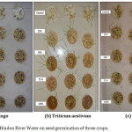 Figure 3: Effect of Hindon River Water on seed germination of three crops.