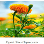 Figure 1: Plant of Tagetes erecta.