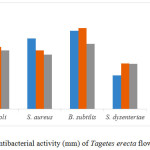 Figure 6: Antibacterial activity (mm) of Tagetes erecta flowers extracts.