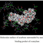 Figure 13: Molecular surface of acarbose surrounded by amino acids in binding pocket of α-amylase.