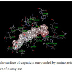 Figure 14: Molecular surface of capsaicin surrounded by amino acids in binding pocket of α-amylase.