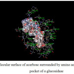 Figure 15: Molecular surface of acarbose surrounded by amino acids in binding pocket of α-glucosidase.
