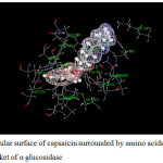 Figure 16: Molecular surface of capsaicin surrounded by amino acids in binding pocket of α-glucosidase.