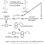 Figure 2: Scheme shows the reactions of a modified method for determination of nitric oxide synthase activity.