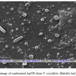 Figure 3: SEM image of synthesized AgNPs from P. corylifolia (Babchi) leaf extract.