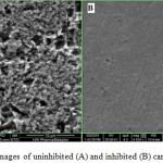 Figure 5: SEM images of uninhibited (A) and inhibited (B) carbon steel surface