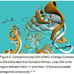 Figure 5: Comparison loop-534 of MK2 (Orange) Complex  is More Elevated than Estradiol (White). Loop-534 is the region between Helix-11 and Helix-12 that accomadate antagonist compounds.21,23