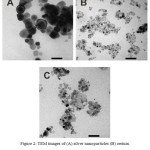 Figure 2: TEM images of (A) silver nanoparticles (B) cerium oxide nanoparticles and (C) silver-cerium nanoparticles.