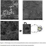 Figure 3: SEM images of (A) silver nanoparticles (B) cerium oxide nanoparticles (C) silver-cerium nanoparticles and (D) core-shell structures of silver-cerium nanoparticles.