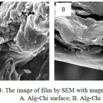 Figure 4: The image of film by SEM with magnification 3000x : A. Alg-Chi surface; B. Alg-Chi crossection.