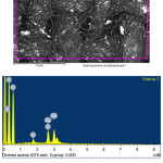 Figure 5: Electron picture and elemental composition of  sample of the cotton textile treated in a solution of  CuCl2  after photochemical deposition of a silver film (light sections of a silver particle).