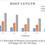 Figure 3: Root length of Helianthus annuusgrown on pre-treated ETP sludge (30th, 60th, 90th DAS).