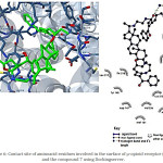 Figure 6: Contact site of aminoacid residues involved in the surface of µ-opioid receptor (4DKL) and the compound 7 using Dockingserver.