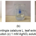 Figure 1: (a) Muntingia calabura L. leaf extract (b) 1 % PAA solution (c) 1 mM AgNO3 solution.