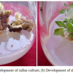 Figure 2a: Development of callus culture; (b) Development of shoot formation.