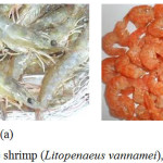 Figure 1a: White shrimp (Litopenaeus vannamei), (b) dried shrimp.