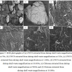 Figure 5: SEM photographs of (a) LWCS extracted from shrimp shell waste magnifications at 50x,