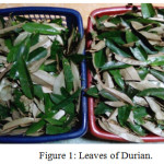 Figure 1: Leaves of Durian.