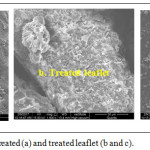 Figure 3: SEM images of untreated (a) and treated leaflet (b and c).