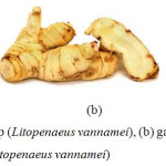 Figure 1.a: raw white shrimp (Litopenaeus vannamei), (b) galangal (Alpinia galanga), (c) pickled white shrimp (Litopenaeus vannamei).