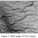 Figure 3: SEM image of CDs colistin.