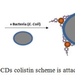 Figure 6: The CDs colistin scheme is attached to E. coli.