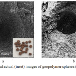 Figure 2: SEM and actual (inset) images of geopolymer spheres (a) before and (b) after deposition.