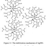 Figure 11: The stabilization mechanism of AgNPs by p-aminosalicylic acid.