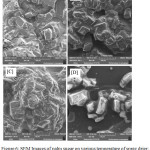 Figure 6: SEM Images of palm sugar on various temperature of spray drier: [A] 160°C, [B] 180°C, [C] 200°C, and [D] commercial jaggery.