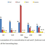 Figure 3: Accumulation of Cu concentration in soil and P. fruticose root, stem and leaf on all the harvesting days.
