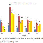 Figure 6: Accumulation of Ni concentration in soil and P. fruticose root, stem and leaf on all the harvesting days.
