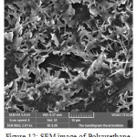 Figure 12: SEM image of Polyurethane after soil burial test.