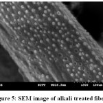 Figure 5: SEM image of alkali treated fiber.