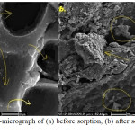 Figure 3: SEM-micrograph of (a) before sorption, (b) after sorption of PAC onto MP-AC.