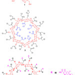 Figure 2: Chemical structure of β-cyclodextrine(1), chloroacetyl β-cyclodextrine(2) and β-cyclodextrin core dendrimer(3).