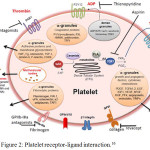 Figure 2: Platelet receptor-ligand interaction.16